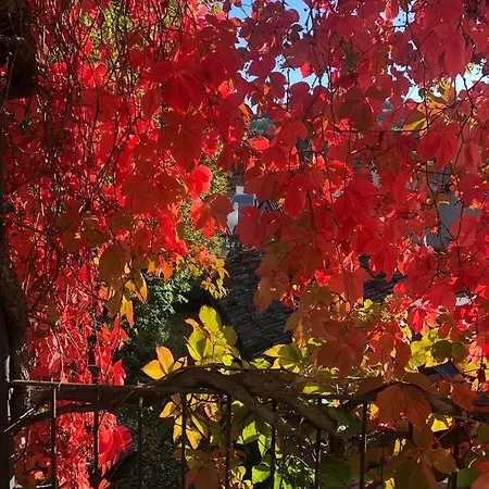 Palazzo Sismonda Oda ve Kahvaltı Corneliano d'Alba