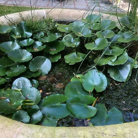 Palazzo Sismonda 住宿加早餐酒店